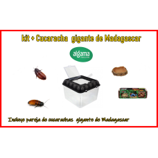 Kit compelto + Cucaracha gigante de Madagascar 